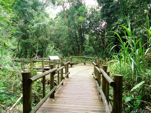 2012-7-3阿里山大凍山行(順遊迷糊步道福山古道)