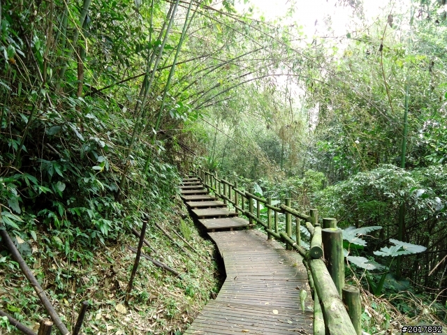 2012-7-3阿里山大凍山行(順遊迷糊步道福山古道)