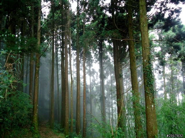 2012-7-3阿里山大凍山行(順遊迷糊步道福山古道)