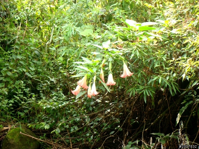 2012-7-3阿里山大凍山行(順遊迷糊步道福山古道)
