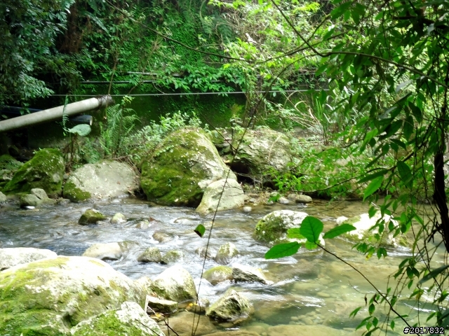 2012-7-3阿里山大凍山行(順遊迷糊步道福山古道)