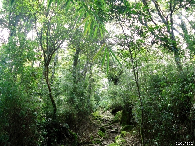 2012-7-3阿里山大凍山行(順遊迷糊步道福山古道)