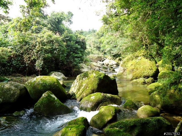 2012-7-3阿里山大凍山行(順遊迷糊步道福山古道)