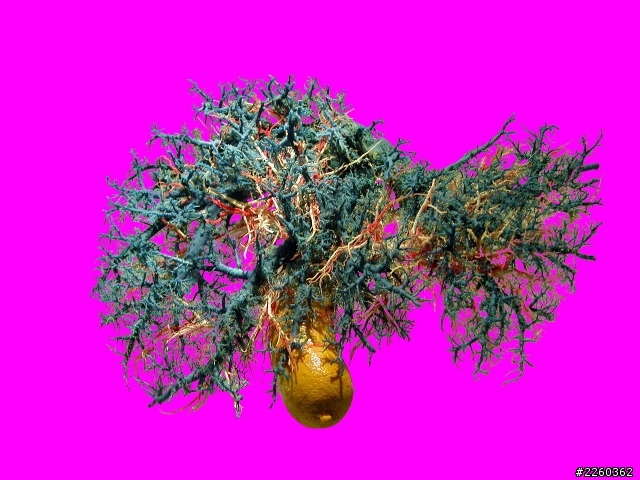 請問各位專業的大大~這種複雜的器官血管圖要如何去背?