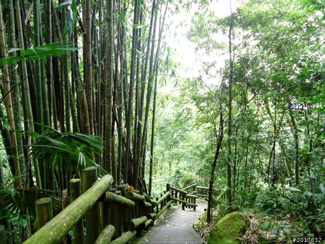 2012-7-3阿里山大凍山行(順遊迷糊步道福山古道)