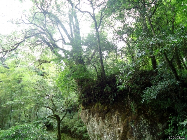 2012-7-3阿里山大凍山行(順遊迷糊步道福山古道)