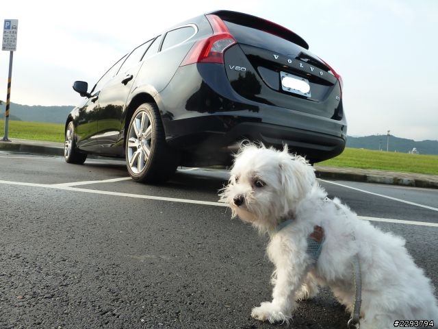 Volvo V60 藍寶石黑+黑白雙色內裝 補開箱