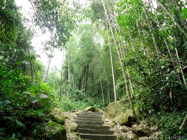 2012-7-3阿里山大凍山行(順遊迷糊步道福山古道)
