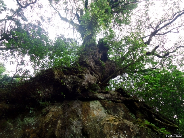 2012-7-3阿里山大凍山行(順遊迷糊步道福山古道)