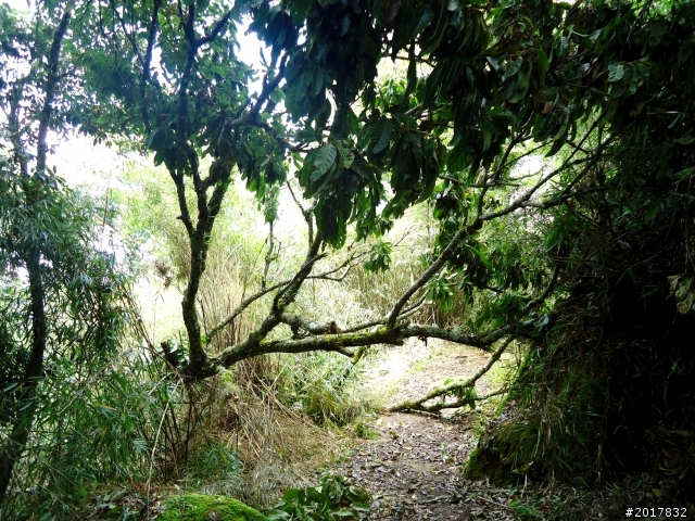 2012-7-3阿里山大凍山行(順遊迷糊步道福山古道)