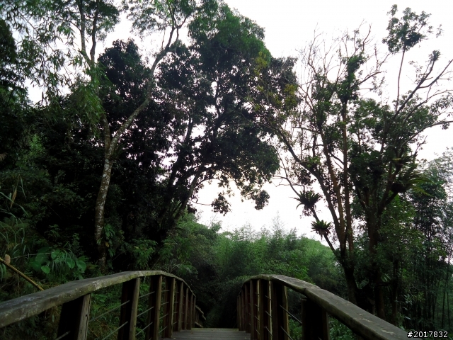2012-7-3阿里山大凍山行(順遊迷糊步道福山古道)