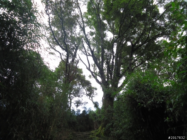 2012-7-3阿里山大凍山行(順遊迷糊步道福山古道)