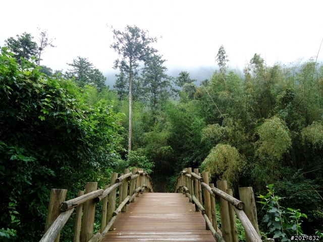 2012-7-3阿里山大凍山行(順遊迷糊步道福山古道)