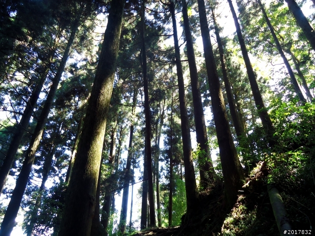 2012-7-3阿里山大凍山行(順遊迷糊步道福山古道)
