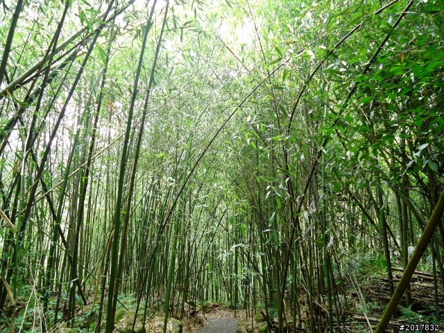 2012-7-3阿里山大凍山行(順遊迷糊步道福山古道)