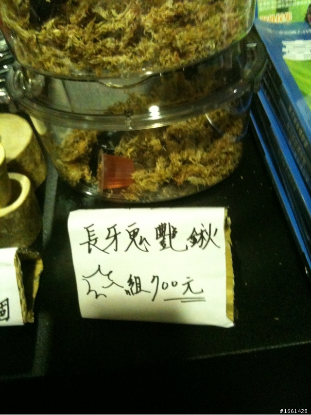 華山文化園區昆蟲博覧會.......《認養甲蟲》.........應台大姊您看看....如此劣質的台灣文化教育