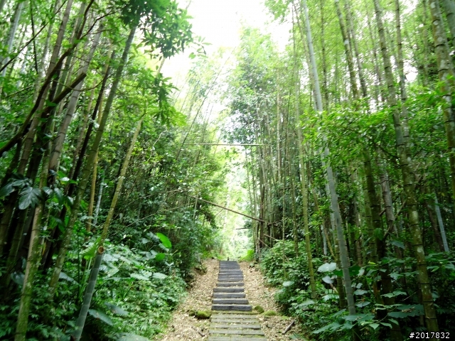 2012-7-3阿里山大凍山行(順遊迷糊步道福山古道)