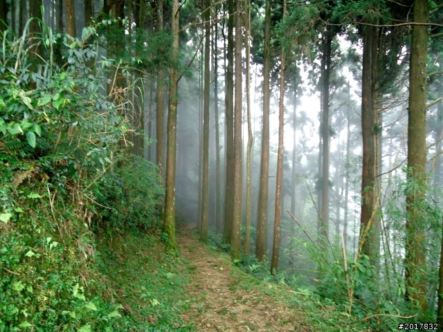 2012-7-3阿里山大凍山行(順遊迷糊步道福山古道)