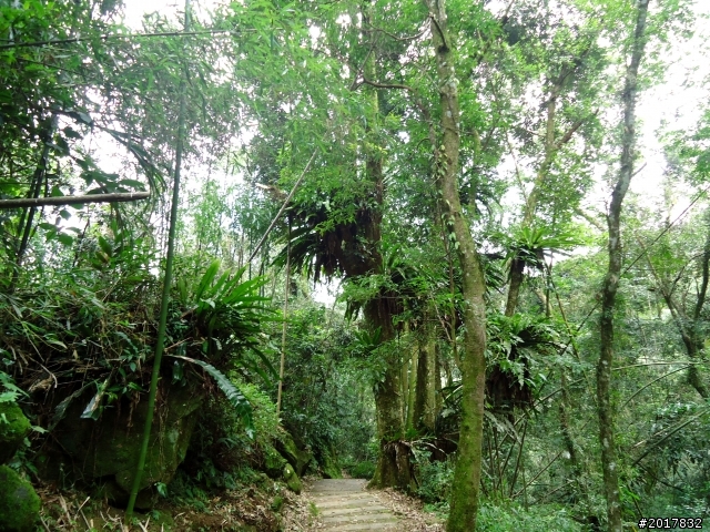 2012-7-3阿里山大凍山行(順遊迷糊步道福山古道)