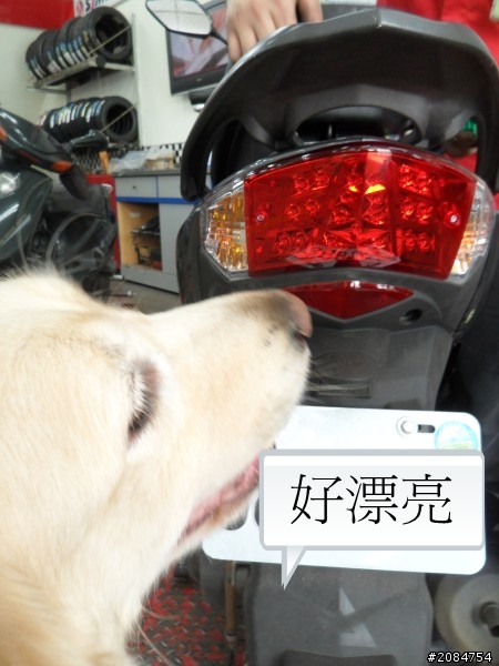 省道一姐司馬冒險,派大欣閃出尿!