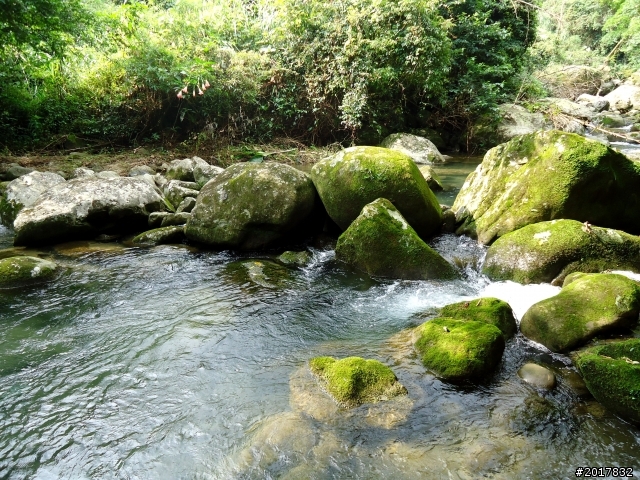 2012-7-3阿里山大凍山行(順遊迷糊步道福山古道)