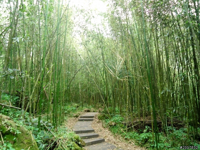 2012-7-3阿里山大凍山行(順遊迷糊步道福山古道)