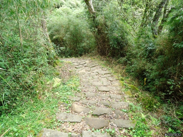 2012-7-3阿里山大凍山行(順遊迷糊步道福山古道)