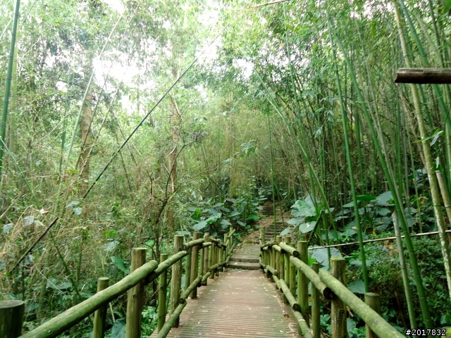 2012-7-3阿里山大凍山行(順遊迷糊步道福山古道)