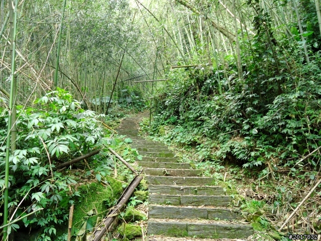 2012-7-3阿里山大凍山行(順遊迷糊步道福山古道)