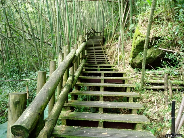2012-7-3阿里山大凍山行(順遊迷糊步道福山古道)