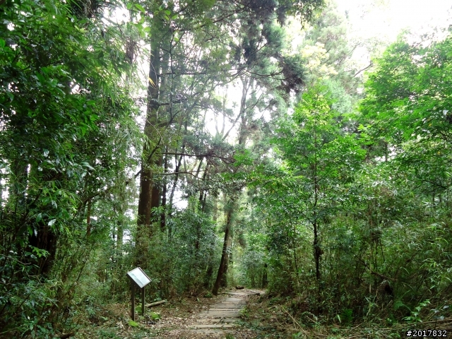 2012-7-3阿里山大凍山行(順遊迷糊步道福山古道)