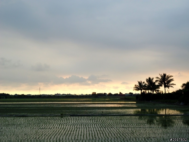 2012-7-3阿里山大凍山行(順遊迷糊步道福山古道)