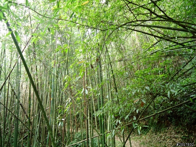 2012-7-3阿里山大凍山行(順遊迷糊步道福山古道)