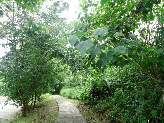 2012-7-3阿里山大凍山行(順遊迷糊步道福山古道)