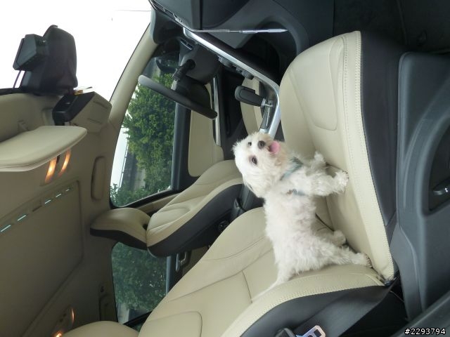 Volvo V60 藍寶石黑+黑白雙色內裝 補開箱