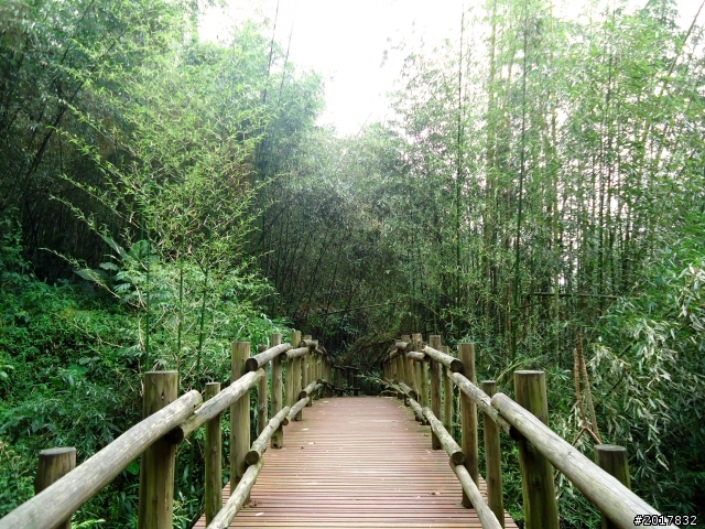2012-7-3阿里山大凍山行(順遊迷糊步道福山古道)