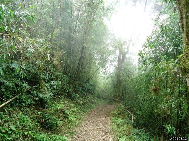 2012-7-3阿里山大凍山行(順遊迷糊步道福山古道)