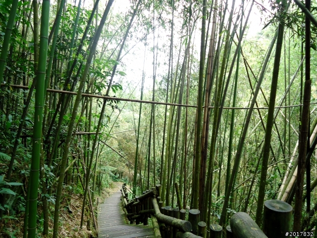 2012-7-3阿里山大凍山行(順遊迷糊步道福山古道)