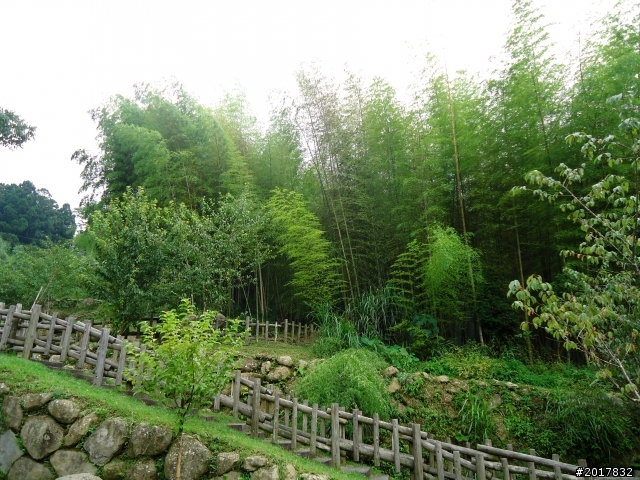 2012-7-3阿里山大凍山行(順遊迷糊步道福山古道)