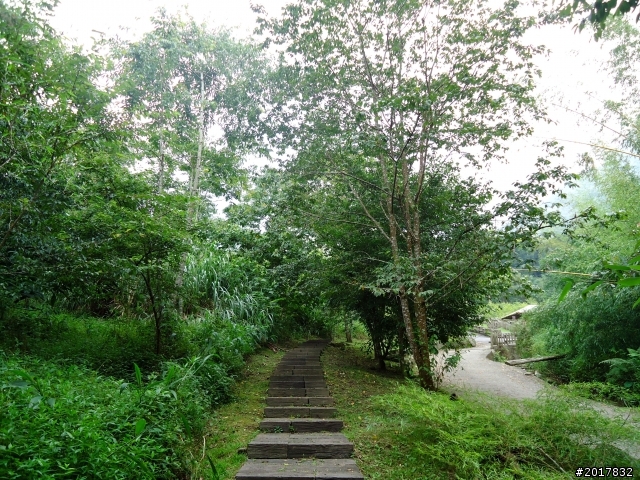 2012-7-3阿里山大凍山行(順遊迷糊步道福山古道)