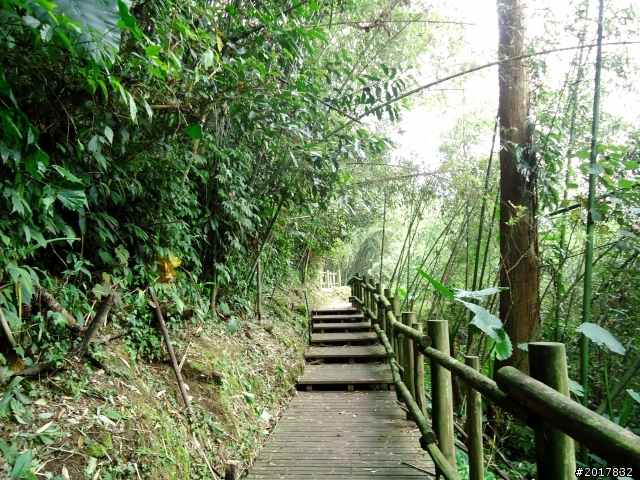 2012-7-3阿里山大凍山行(順遊迷糊步道福山古道)