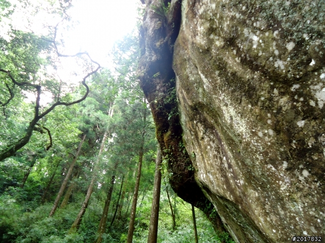 2012-7-3阿里山大凍山行(順遊迷糊步道福山古道)