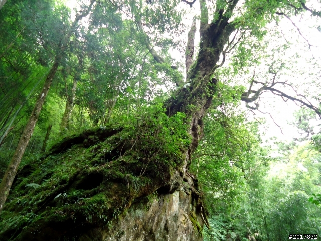2012-7-3阿里山大凍山行(順遊迷糊步道福山古道)