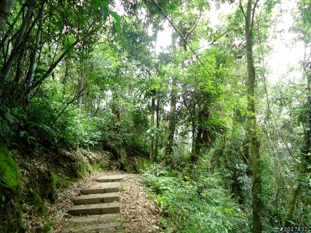 2012-7-3阿里山大凍山行(順遊迷糊步道福山古道)