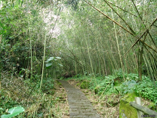 2012-7-3阿里山大凍山行(順遊迷糊步道福山古道)