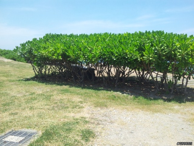 說走就走(順便繞台灣一圈)-2012台東熱氣球嘉年華~20120713