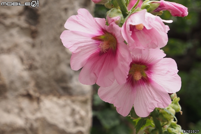 Olympus E-M5 Kit vs Canon 7D+24-70L 實拍畫質比較