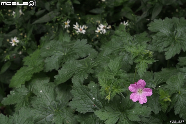 Olympus E-M5 Kit vs Canon 7D+24-70L 實拍畫質比較