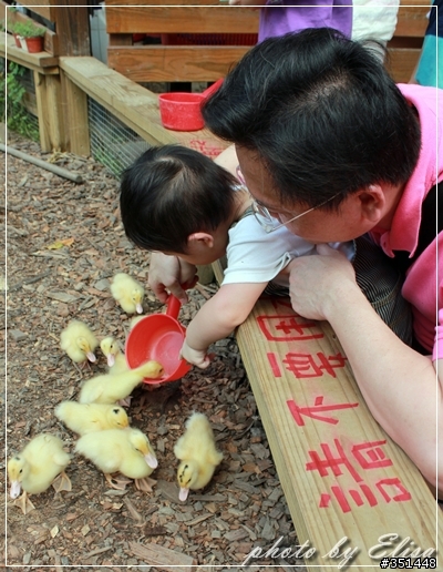 飛牛牧場~來跟小動物們做朋友