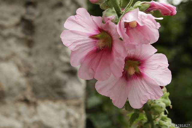Olympus E-M5 Kit vs Canon 7D+24-70L 實拍畫質比較